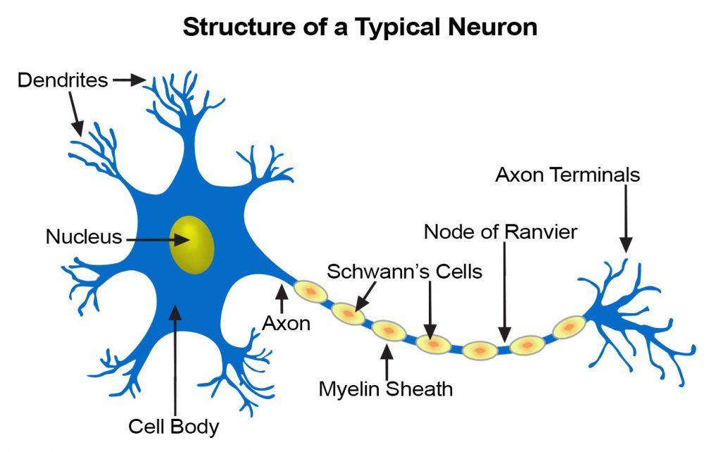 Neural Network